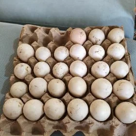 Юмуртга Yumurtga