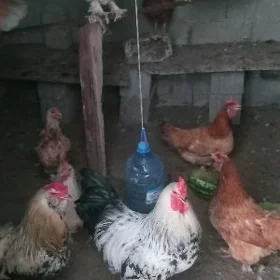 towuk horaz