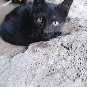 pişijek