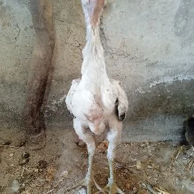baysow juje
