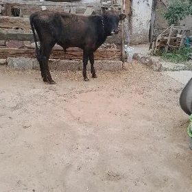 öküz