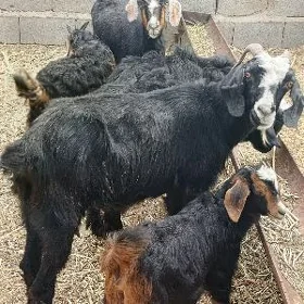 owlakly geçiler