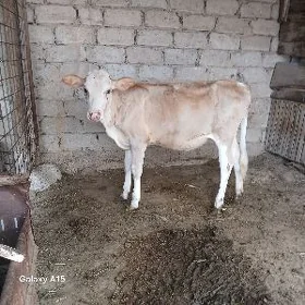 Tuwe gole