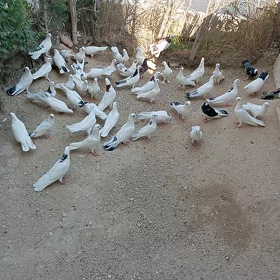 kepderi