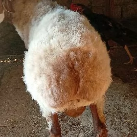 goç