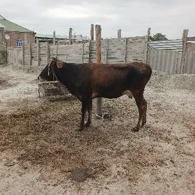 sygyr
