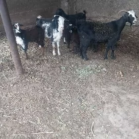 3 owlakly geci