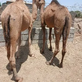 Düÿe
