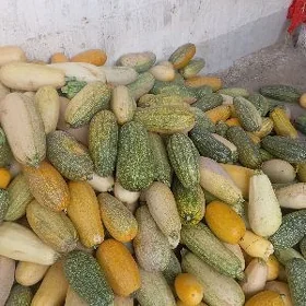 kabaçga