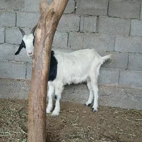 geçi dog