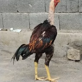 Horaz