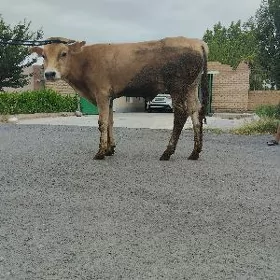 öküz