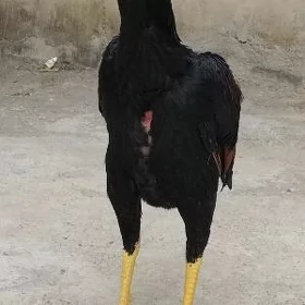 Horaz
