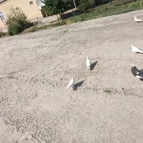 kepderi