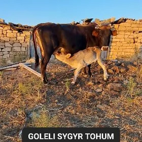Goleli sygyr