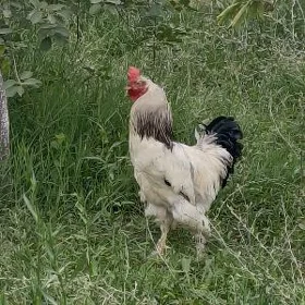 Brama Horaz