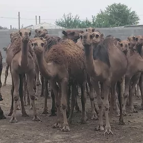 ogsyk bakjaga