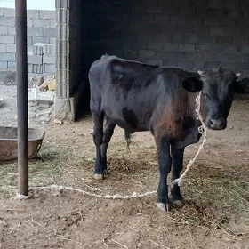 öküz gibrid