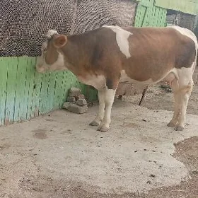 sygyr