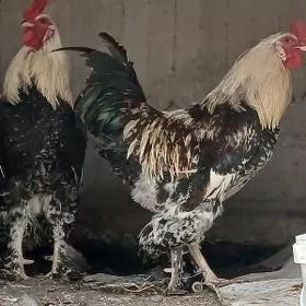 Brama horaz