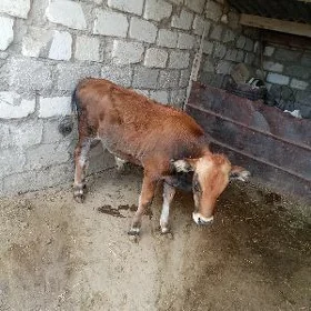 öküz