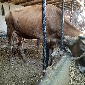göleli sygyr