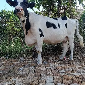 yetik