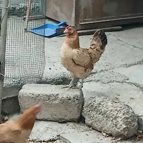 tokuk