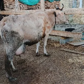 Sygyr göleli
