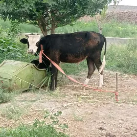 öküz