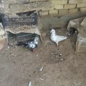 kepderi