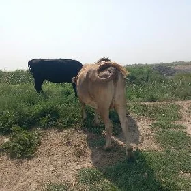 gysyr sygyr