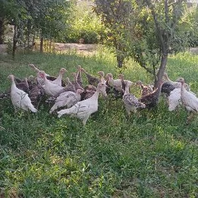 Induk juje