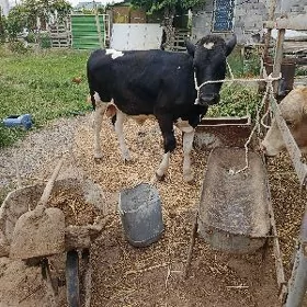 Öküz