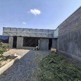 Goyun