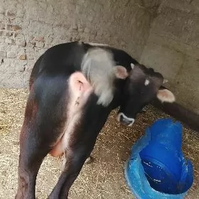 öküz