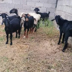 Geci