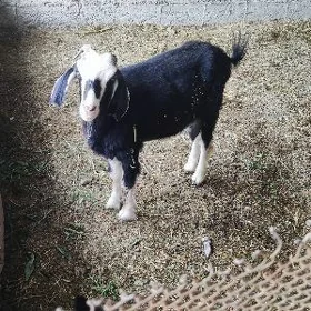 owlakly geçi