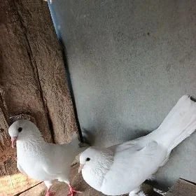 kepderi