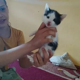 кошки