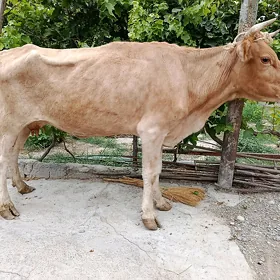 göleli sygyr