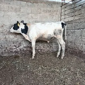 öküz