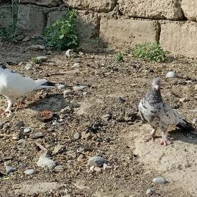 kepderi голуби
