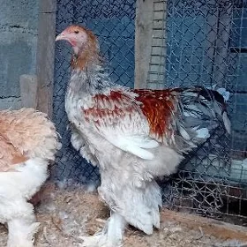 BRAMA