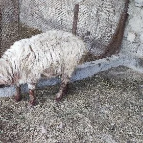 bicilmedik goç