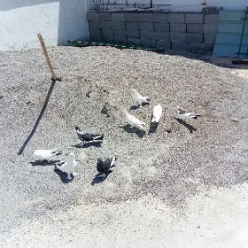 Kepderi