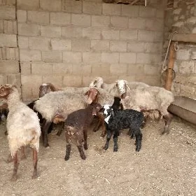 guzuly goýun we goýun