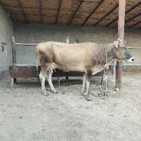 sygyr