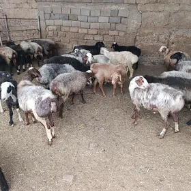 goŷun isek