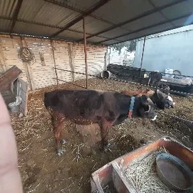okuzçe